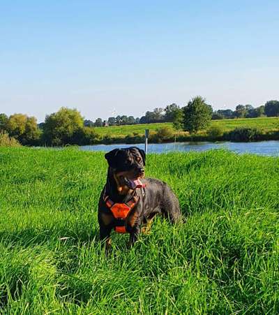 Rottweiler-Beitrag-Bild