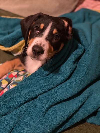 Berner Sennen-Beitrag-Bild