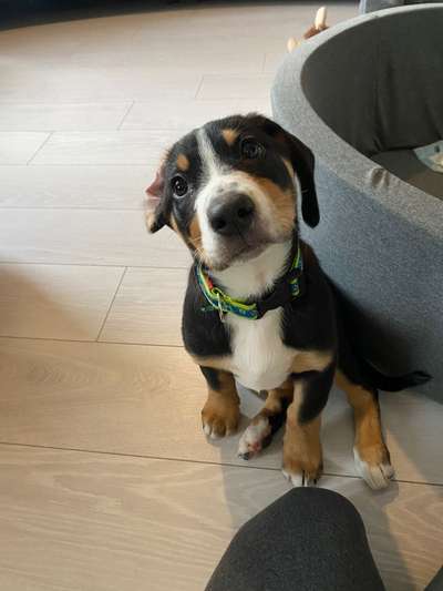 Dogorama Photo Challenge - Hundeblick zum hinschmelzen-Beitrag-Bild