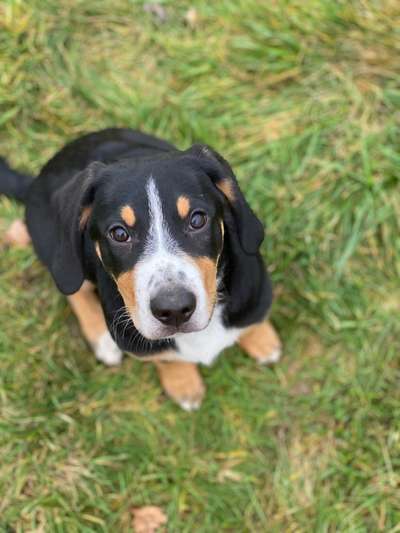 Appenzeller Sennenhunde-Beitrag-Bild