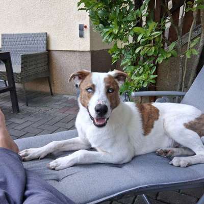 Hundetreffen-Den Hund Hund sein lassen-Bild