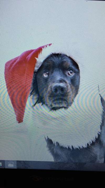 Dogorama Photo Challenge - Tre Chic!-Beitrag-Bild