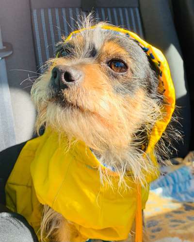 Dogorama Photo Challenge - Tre Chic!-Beitrag-Bild