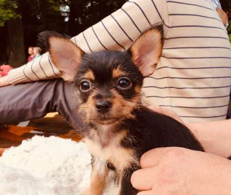 Welpen Bilder !-Beitrag-Bild