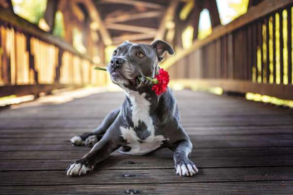 Dogorama Photo Challenge - Brücken-Beitrag-Bild