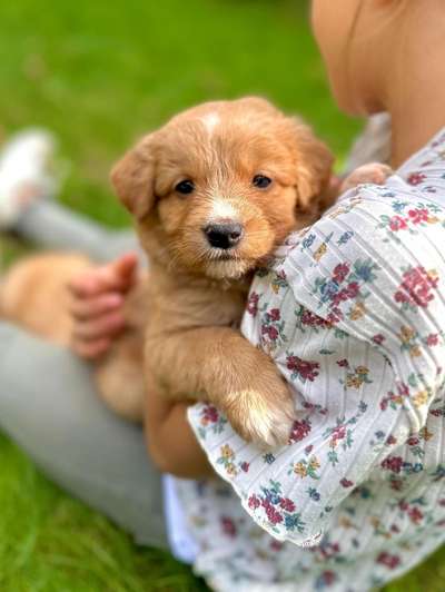 Nova Scotia Duck Tolling Retriever-Beitrag-Bild