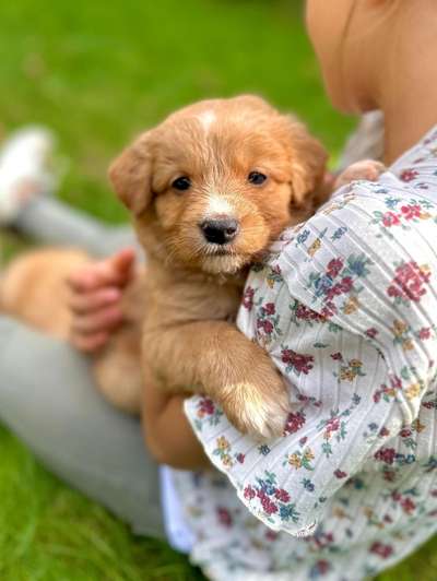 Nova Scotia Duck Tolling Retriever-Beitrag-Bild