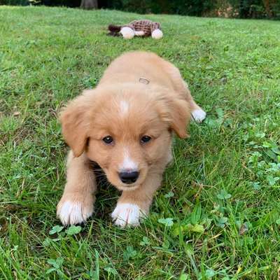 Titelbild Gruppe Nova Scotia Duck Tolling Retriever