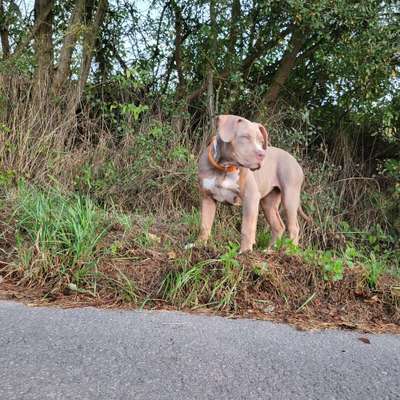Hundetreffen-Bulldoggen Welpe sucht einen Buddy-Bild