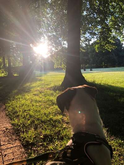 Hundetreffen-Neuhundebesitzer-Bild