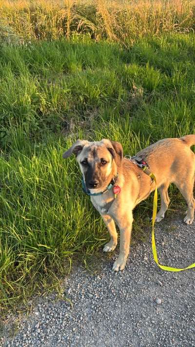 Hundetreffen-Gassi Runde-Bild
