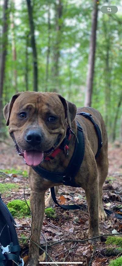 Hundetreffen-Junger Rüde-Bild