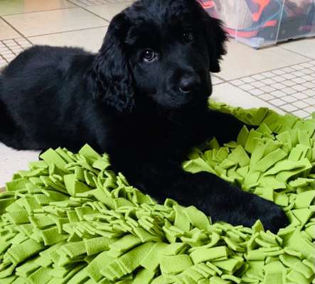 Welpenfotos-Beitrag-Bild