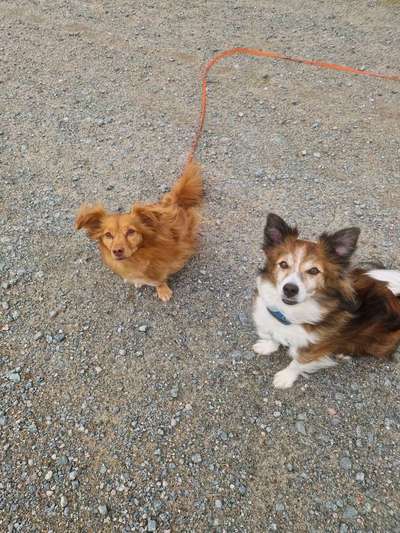 Hundetreffen-Gemeinsames Gassi-Bild