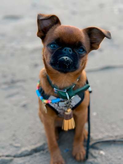 Belgischer Griffon-Beitrag-Bild