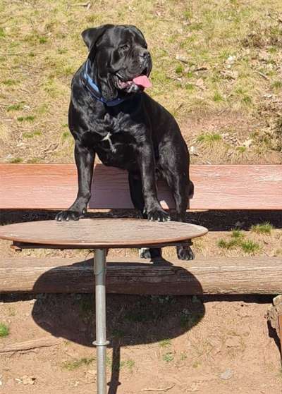 Rassensuche Cane Corso Italiano-Beitrag-Bild