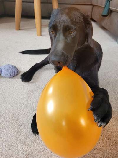 Die Dogorama Wochen Challenge-Beitrag-Bild