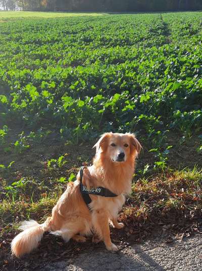 Hundetreffen-Hundetreff, Hundespaziergang, Hundetraining-Bild
