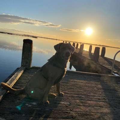 Hundetreffen-Jack sucht immer Freunde zum spielen-Bild