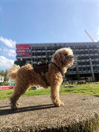 Hundetreffen-Trainingspartner für Hunde Begegnungen gesucht (Untermeiderich)-Bild