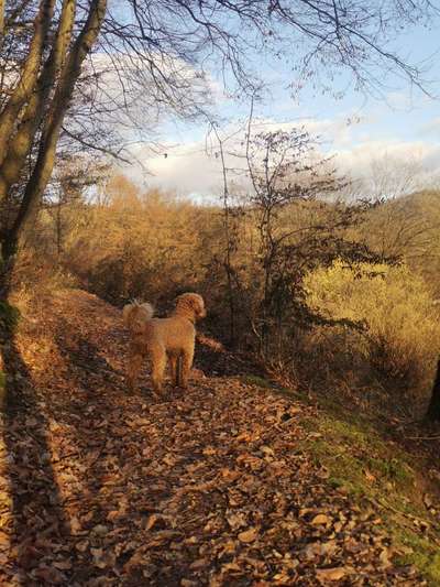 Zeigt her eure Pudel und Pudelmischlinge (:-Beitrag-Bild