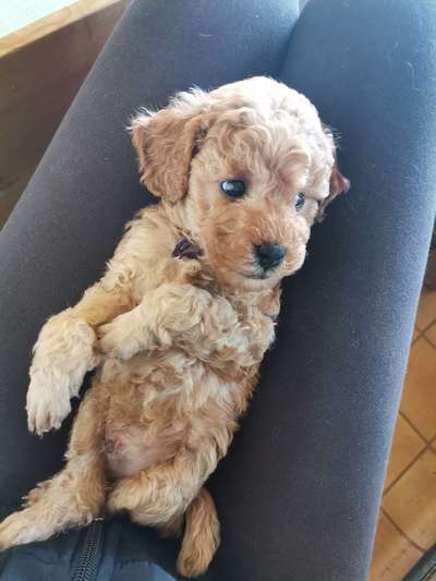 Welpen Bilder !-Beitrag-Bild