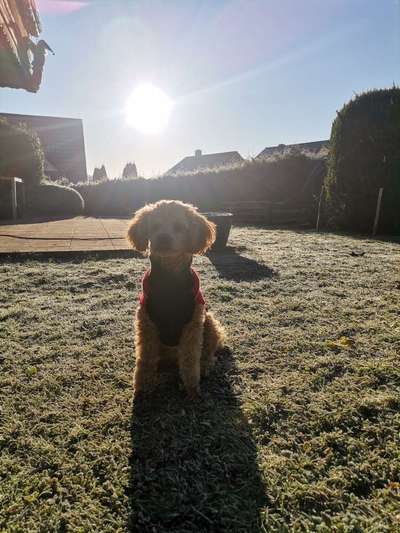 Alles rund um den Pudel-Beitrag-Bild