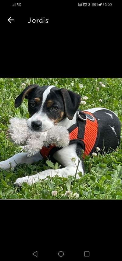 Dansky (Dansk-Svensk Gårdshund)-Beitrag-Bild