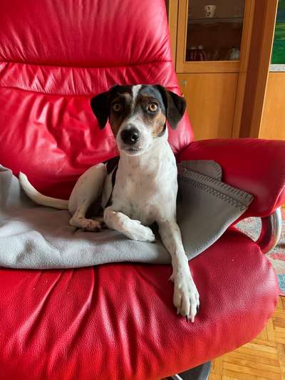 Dansky (Dansk-Svensk Gårdshund)-Beitrag-Bild