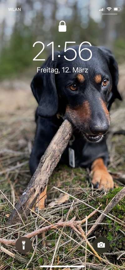 Zeigt mal die schönsten Bilder von euren Hunden !-Beitrag-Bild