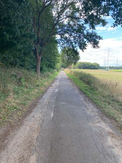 Hundeauslaufgebiet-Feldweg bei Ödeme-Bild