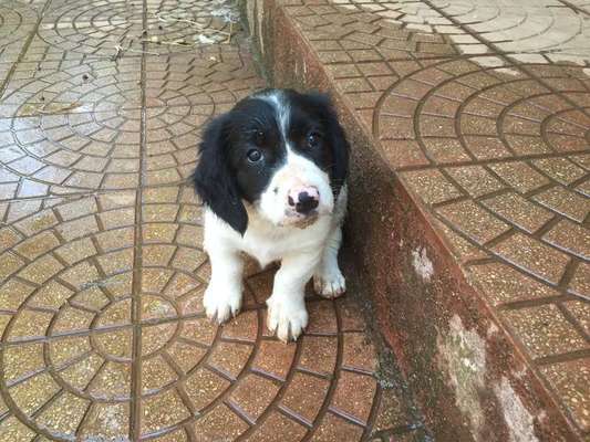 Das erste Bild eures Hundes-Beitrag-Bild