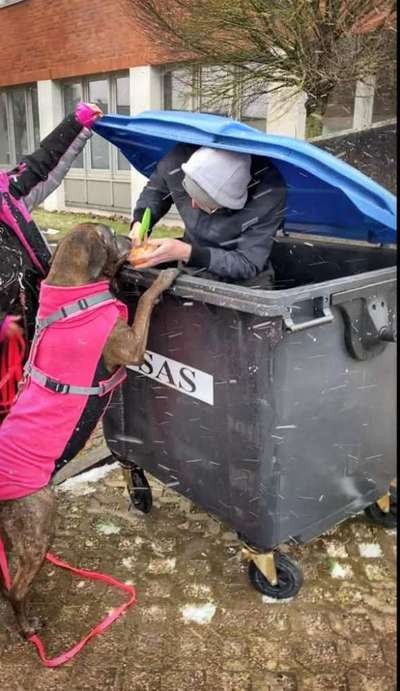 Hundetreffen-Mantrailing in Schwerin und Umgebung-Bild