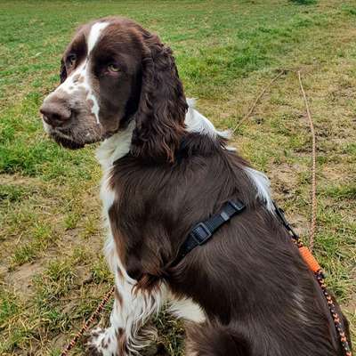 Hundetreffen-Spielen und spazieren-Bild