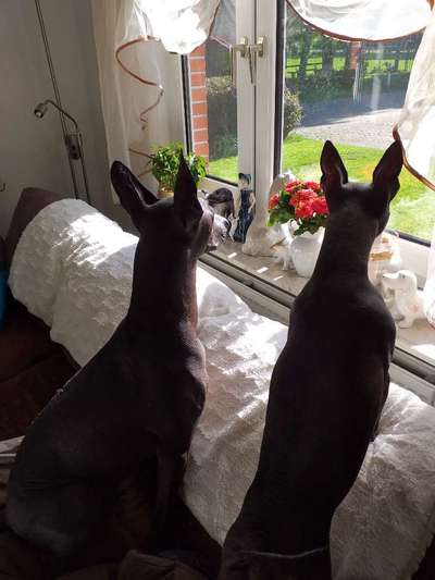 Der Gewichts-Thread-Beitrag-Bild