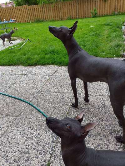 Der Gewichts-Thread-Beitrag-Bild