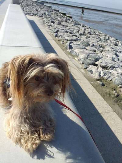 Der Gewichts-Thread-Beitrag-Bild