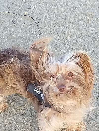 Mischlinge raten - Rätselspaß-Beitrag-Bild