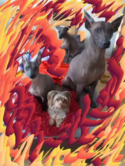 Seltene Rassen!-Beitrag-Bild