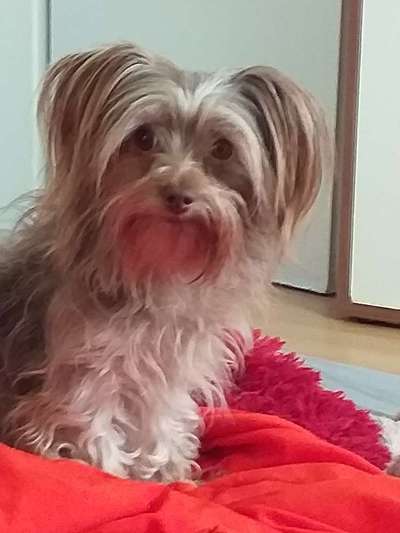 Mischlingshunde Foto Aufruf-Beitrag-Bild