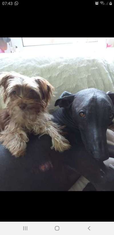 Die Dogorama Kalender Challenge Teil 3/4-Beitrag-Bild