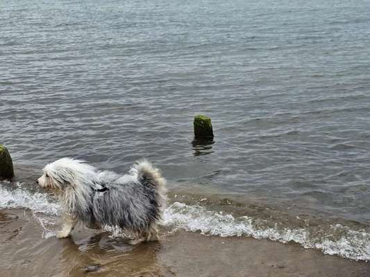 Sicheres Schwimmen mit Hund - Eure Erfahrungen und Tipps-Beitrag-Bild