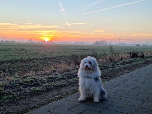 Tibet Terrier-Beitrag-Bild