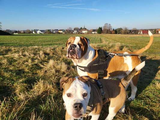 Olde English Bulldogge-Beitrag-Bild