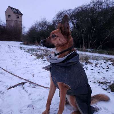 Hundetreffen-Spazieren gehen/Training-Bild