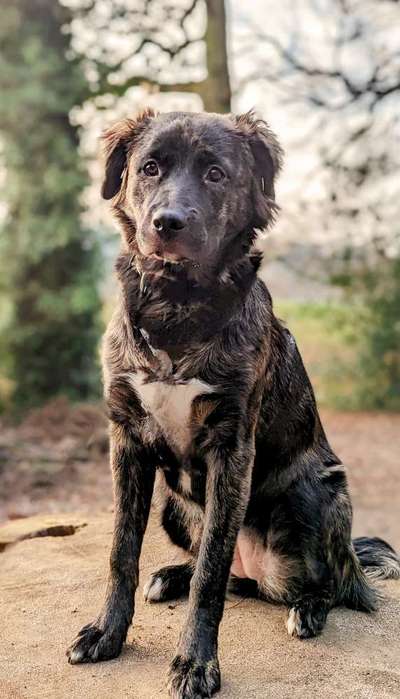 Schäferhund-Beitrag-Bild