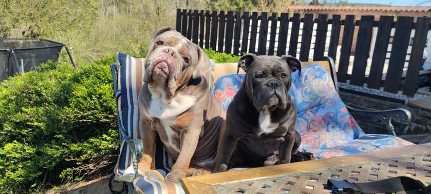 Olde English Bulldogge-Beitrag-Bild