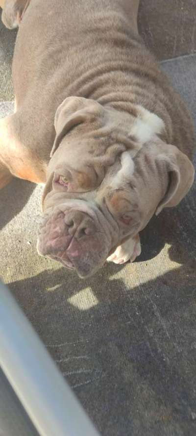Olde English Bulldogge-Beitrag-Bild