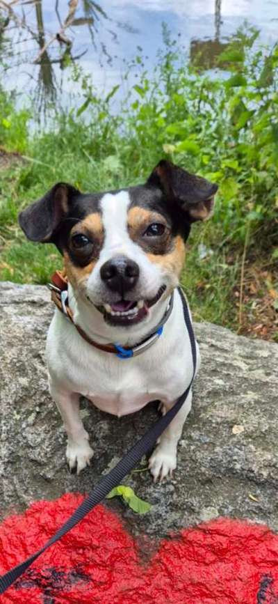 Hundetreffen-Gassirunde, Socialwalk oder Spielrunde Wenn's passt-Bild