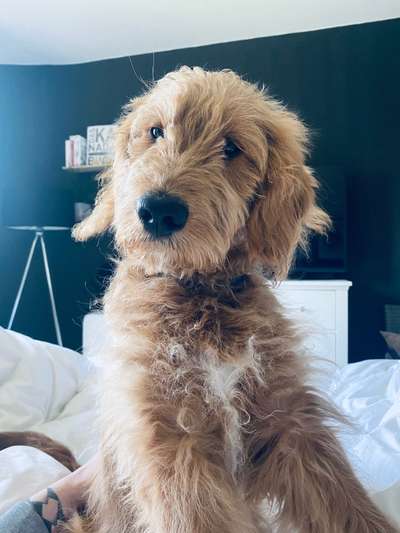 Hundetreffen-Gassi- und Spielrunden in der „Uniwildnis-Bremen“-Bild